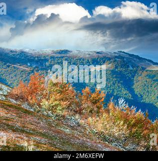 Ottobre dei Carpazi Borghava montagna altopiano con prima neve invernale e autunno coloratissimi cespugli di mirtillo europeo Foto Stock