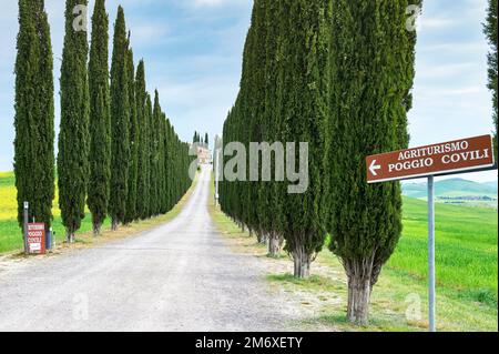 Tradizionale viale di cipressi che conduce alla tipica fattoria toscana in Val d'Orcia Foto Stock