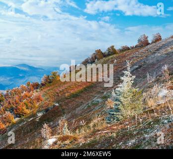Ottobre dei Carpazi Borghava montagna altopiano con prima neve invernale e autunno coloratissimi cespugli di mirtillo europeo Foto Stock
