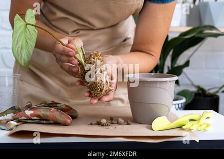 Riproduzione e trapianto di una pianta di casa Philodendron verrucosum in una pentola. Una donna pianta un gambo con radici in un suolo nuovo, Foto Stock