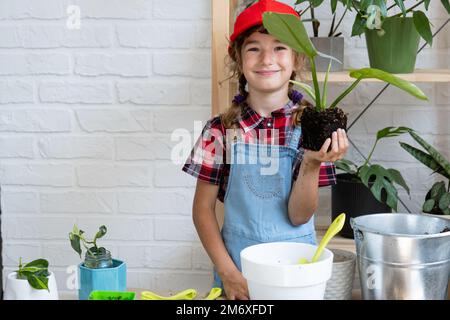 Ragazza trapianta un filodendro di pianta domestica in vaso in un nuovo terreno con drenaggio. Cura delle piante in vaso, irrigazione, fertilizzazione, mano Foto Stock