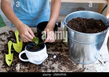 Ragazza trapianta un filodendro di pianta domestica in vaso in un nuovo terreno con drenaggio. Cura delle piante in vaso, irrigazione, fertilizzazione, mano Foto Stock