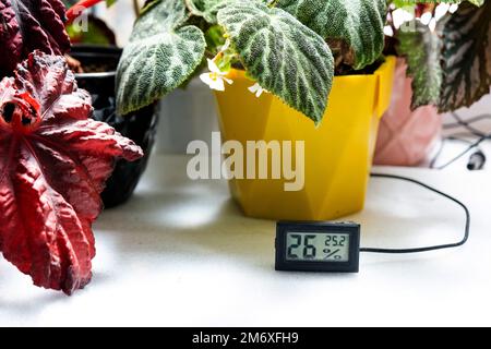 Sensore di umidità e temperatura per la corretta cura delle piante a casa. Begonia deciduo decorativo all'interno della casa. Ho Foto Stock