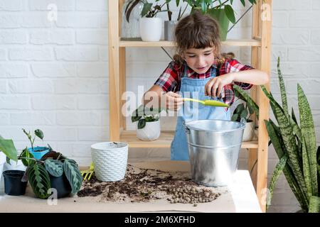 Ragazza trapianta un filodendro di pianta domestica in vaso in un nuovo terreno con drenaggio. Cura delle piante in vaso, irrigazione, fertilizzazione, mano Foto Stock