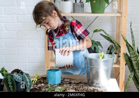 Ragazza trapianta un filodendro di pianta domestica in vaso in un nuovo terreno con drenaggio. Cura delle piante in vaso, irrigazione, fertilizzazione, mano Foto Stock