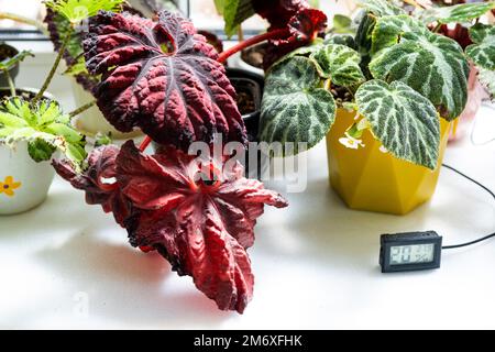 Sensore di umidità e temperatura per la corretta cura delle piante a casa. Begonia deciduo decorativo all'interno della casa. Ho Foto Stock