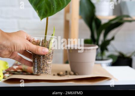 Riproduzione e trapianto di una pianta di casa Philodendron verrucosum in una pentola. Una donna pianta un gambo con radici in un suolo nuovo, Foto Stock