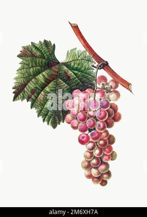 Vettore grappolo d'uva rosso d'annata Illustrazione Vettoriale