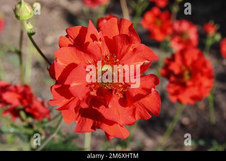 Fiore di Scarlet Avens (Geum chiloense 'Mrs Bradshaw') Foto Stock