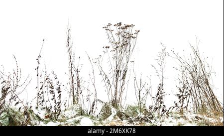 Costa secca isolata su bianco, foto di primo piano inverno, sfondo naturale Foto Stock