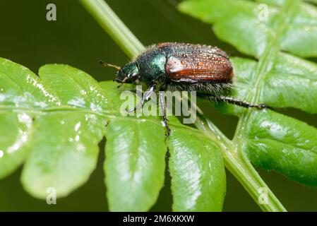 Giardino Chafer (Horticola Phyllopertha) su una foglia Foto Stock