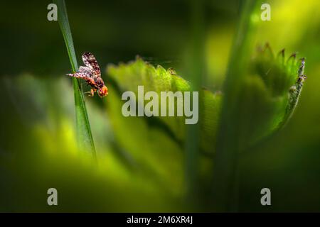 Un insetto che vive in Estonia Foto Stock