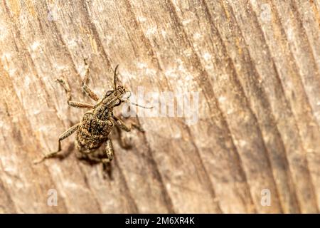 Un insetto che vive in Estonia Foto Stock
