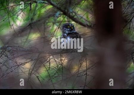 Gufo pirosiano (Glaucidium passerinum) Foto Stock