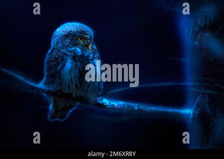 Gufo pirosiano (Glaucidium passerinum) Foto Stock