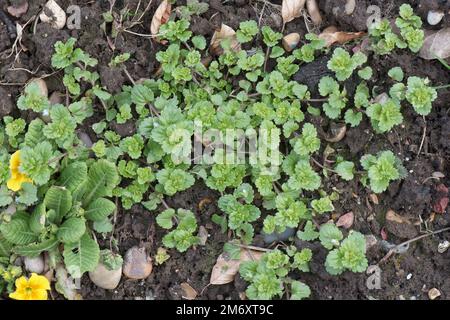 Campo comune speedwell (Veronica persica) spandendo erbacce appena cominciando a fiorire in un letto da giardino, Berkshire, marzo Foto Stock