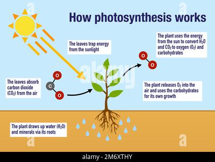 Come funziona il processo di fotosintesi nelle piante Foto Stock