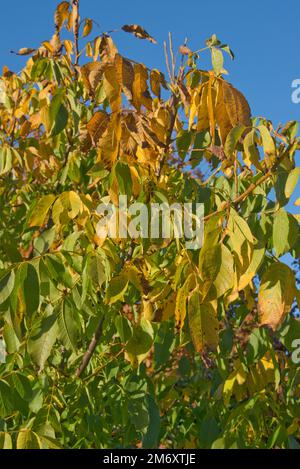 Noce (Juglans regia) con foglie in colori autunnali brillanti di giallo, marrone e verde, contro un cielo blu in un giardino frutteto, Berkshire, Octobe Foto Stock
