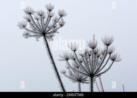 Brina di hoar o ghiaccio di rima da nebbia gelante su un grigio opaco mattina di dicembre che forma sulle bumelle seminate di alghe comuni, Berkshire Foto Stock