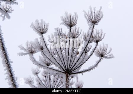 Brina di hoar o ghiaccio di rima da nebbia gelante su un grigio opaco mattina di dicembre che forma sulle bumelle seminate di alghe comuni, Berkshire Foto Stock