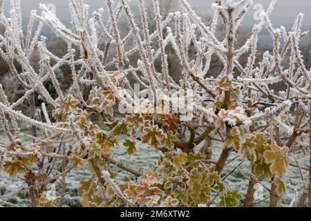 Brina di buoi, riso ghiaccio, forning sulle foglie autunnali e rami di un campo acero (Acer campestre) hedgeon un freddo grigio inverno mattina, Berkshire, Dec Foto Stock