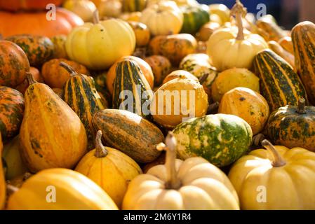 Assortimento di zucche colorate sul mercato della stagione autunnale. Foto Stock