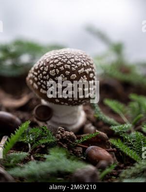 Amanita pantherina (Amanite panthère). fungo bianco e marrone. Foto Stock