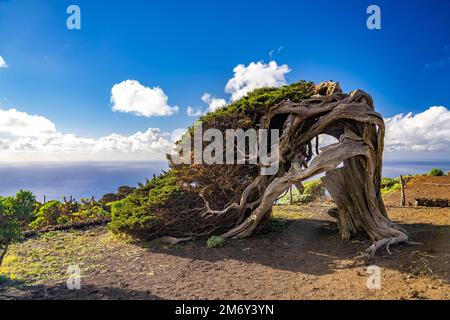 Vom Wind geformter Wacholderbaum Sabina bei El Sabinar, El Hierro, Kanarische Inseln, Spanien | Twisted Sabina Juniper albero a El Sabinar, El Hierro, Foto Stock