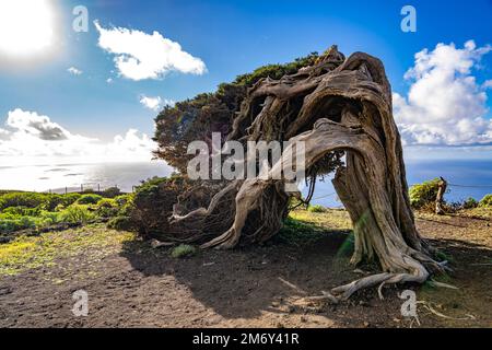 Vom Wind geformter Wacholderbaum Sabina bei El Sabinar, El Hierro, Kanarische Inseln, Spanien | Twisted Sabina Juniper albero a El Sabinar, El Hierro, Foto Stock