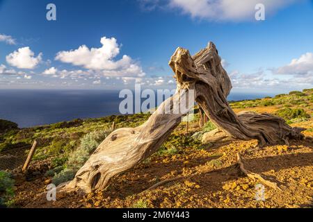 Vom Wind geformter Wacholderbaum Sabina bei El Sabinar, El Hierro, Kanarische Inseln, Spanien | Twisted Sabina Juniper albero a El Sabinar, El Hierro, Foto Stock