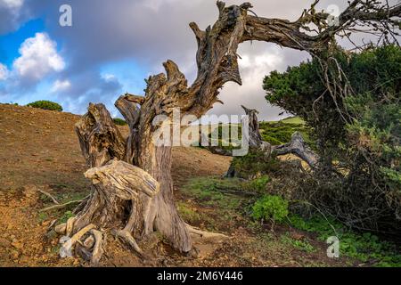 Vom Wind geformter Wacholderbaum Sabina bei El Sabinar, El Hierro, Kanarische Inseln, Spanien | Twisted Sabina Juniper albero a El Sabinar, El Hierro, Foto Stock