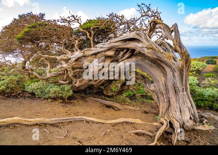 Vom Wind geformter Wacholderbaum Sabina bei El Sabinar, El Hierro, Kanarische Inseln, Spanien | Twisted Sabina Juniper albero a El Sabinar, El Hierro, Foto Stock