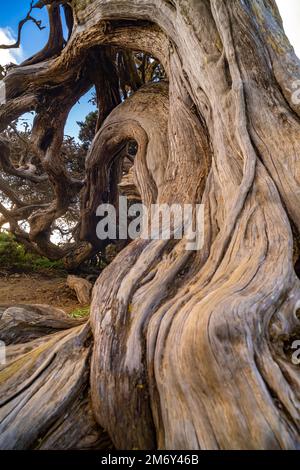 Vom Wind geformter Wacholderbaum Sabina bei El Sabinar, El Hierro, Kanarische Inseln, Spanien | Twisted Sabina Juniper albero a El Sabinar, El Hierro, Foto Stock