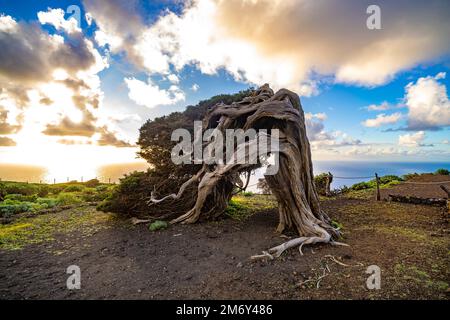 Vom Wind geformter Wacholderbaum Sabina bei El Sabinar, El Hierro, Kanarische Inseln, Spanien | Twisted Sabina Juniper albero a El Sabinar, El Hierro, Foto Stock