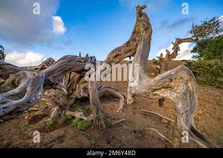 Vom Wind geformter Wacholderbaum Sabina bei El Sabinar, El Hierro, Kanarische Inseln, Spanien | Twisted Sabina Juniper albero a El Sabinar, El Hierro, Foto Stock