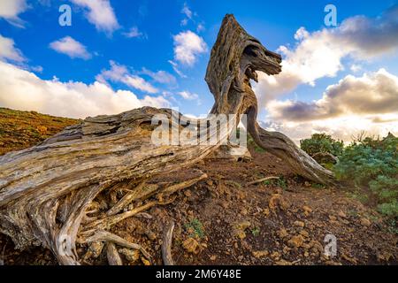 Vom Wind geformter Wacholderbaum Sabina bei El Sabinar, El Hierro, Kanarische Inseln, Spanien | Twisted Sabina Juniper albero a El Sabinar, El Hierro, Foto Stock