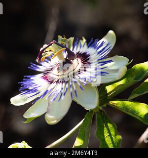 Foto ravvicinata del fiore della passione. Fiore di passionfiore splendidamente colorato. Passionflower. Concetto estivo. fioritura dei fiori Foto Stock