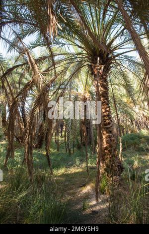 Vista paesaggistica dell'alto e grande albero di palma da dattilefera phoenix in piantagione agricola Foto Stock