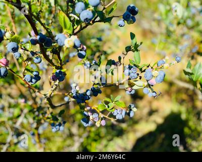 Un primo piano di Vaccinium uliginosum in crescita Foto Stock