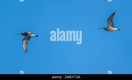 Curlew Eurasiano o Curlew comune, Numenius arquata in volo su cielo blu Foto Stock