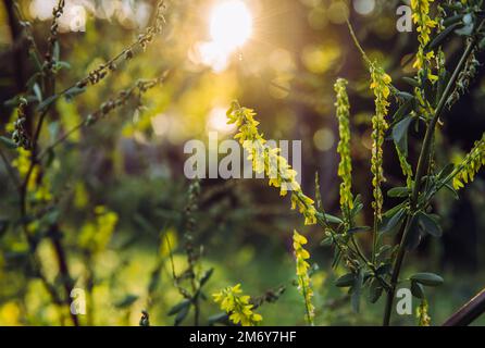 Fuoco selettivo sul fiore melilotus officinalis conosciuto come trifoglio giallo dolce, melilot giallo, melilot costinato o melilot comune. Serata estiva soleggiata. Foto Stock