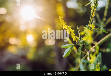 Fuoco selettivo sul fiore melilotus officinalis conosciuto come trifoglio giallo dolce, melilot giallo, melilot costinato o melilot comune. Serata estiva soleggiata. Foto Stock
