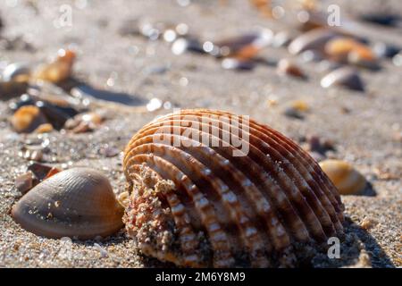 seashell su un Beach.Various e colorate conchiglie con concetto Sunshine.Summer con spiaggia e conchiglie. Spiaggia di mare sfondo. Carta da parati Seashell Foto Stock