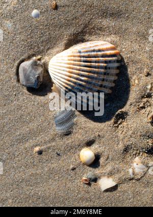 seashell su un Beach.Various e colorate conchiglie con concetto Sunshine.Summer con spiaggia e conchiglie. Spiaggia di mare sfondo. Carta da parati Seashell Foto Stock