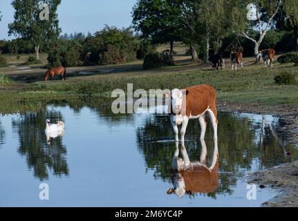 Hatchet Pond New Forest bovini e cigno in acqua in una serata estiva Foto Stock