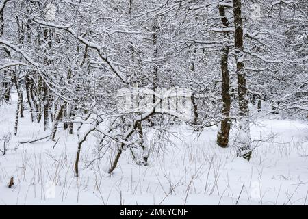 Paesaggio invernale con alberi e neve in una giornata nuvolosa in ore Mountains. Foto Stock