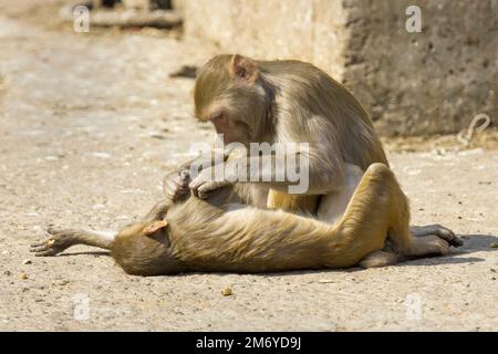 Due scimmie rhesus Macaque adulte in India uno si trova fuori nel sole e sta essendo curata teneramente dall'altro con attenzione che seleziona le nit delle pulci dalla pelliccia Foto Stock