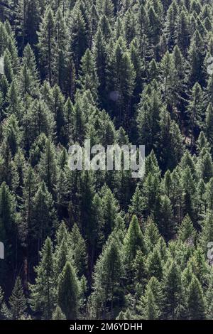 Panorama di corone di verdi conifere in fitta foresta impenetrabile illuminata dalla luce solare diurna, tiro verticale, valle d'Aosta, Italia Foto Stock