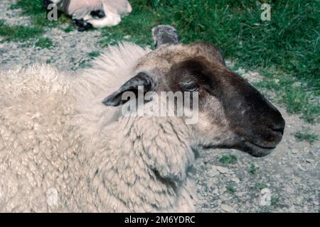 Pecore carine a Walter Peak, Queenstown Foto Stock
