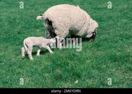 Pecore carine a Walter Peak, Queenstown Foto Stock